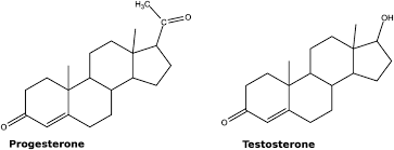 <p>lipid-soluble hormones created by cholesterol</p><p>functions: growth, development, and reproduction</p><p>examples: testosterone, estrogen, cortisol</p>