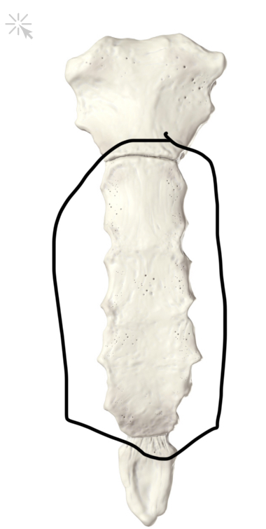 <p>Hoe heet dit deel?</p>