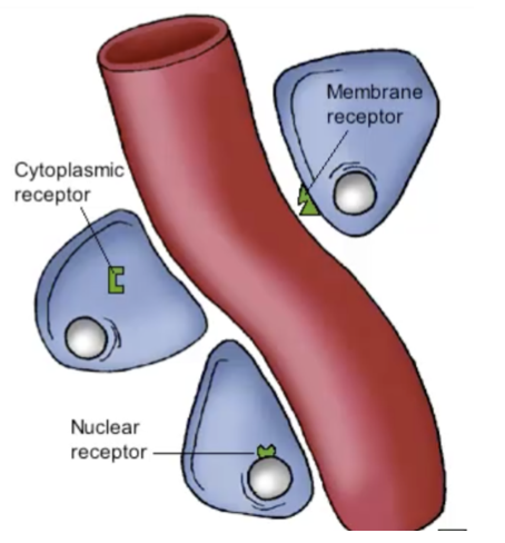 membrane receptors: the cell will respond by activating or changing pre-exisiting proteins in the cytoplasm 
cytoplasmic or nuclear receptors: the cell will respond by transcribing the DNA to make new mRNA and build proteins
Protein hormones: through secondary messengers
steroid hormones: through new gene transcription and protein production 