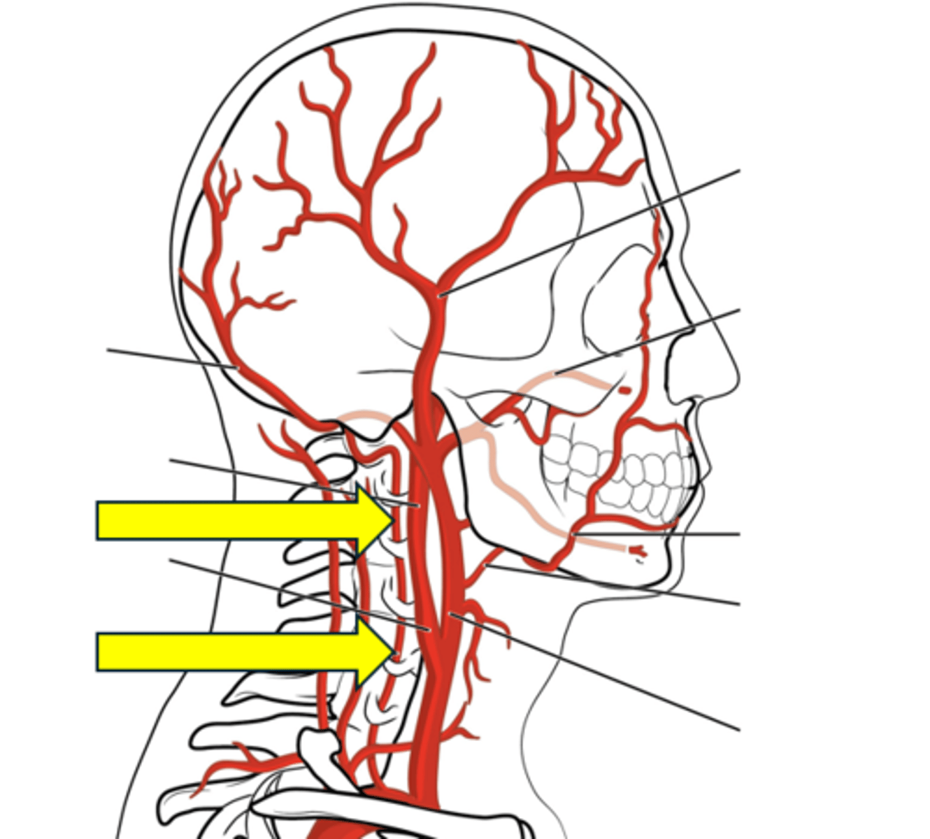 <p>Name the red vessel.</p>