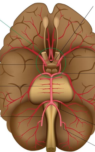<p>Where is the vertebral artery?</p>