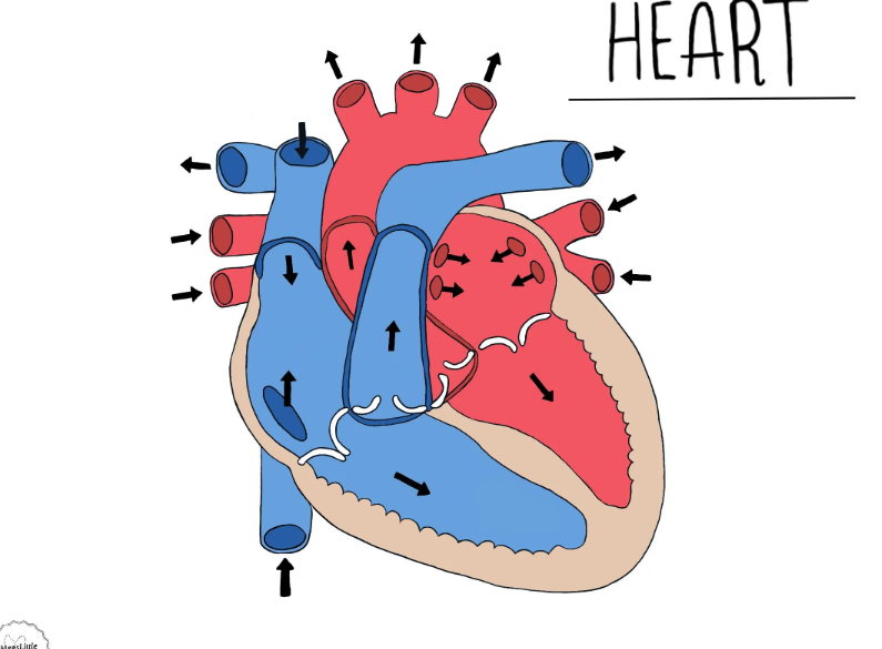 <p>identify the aorta, superior vena cava, inferior vena cava, the atriums, the ventricles, (both of the semi-lunar parts of the) pulmonary artery, pulmonary veins and the 4 valves. </p>