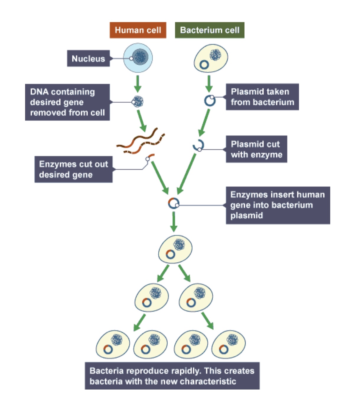 knowt flashcard image