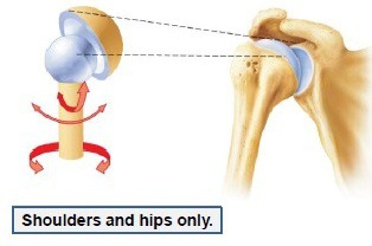 <p>type of synovial joint: allows movement in all 3 planes (i.e. hip and shoulder)</p>