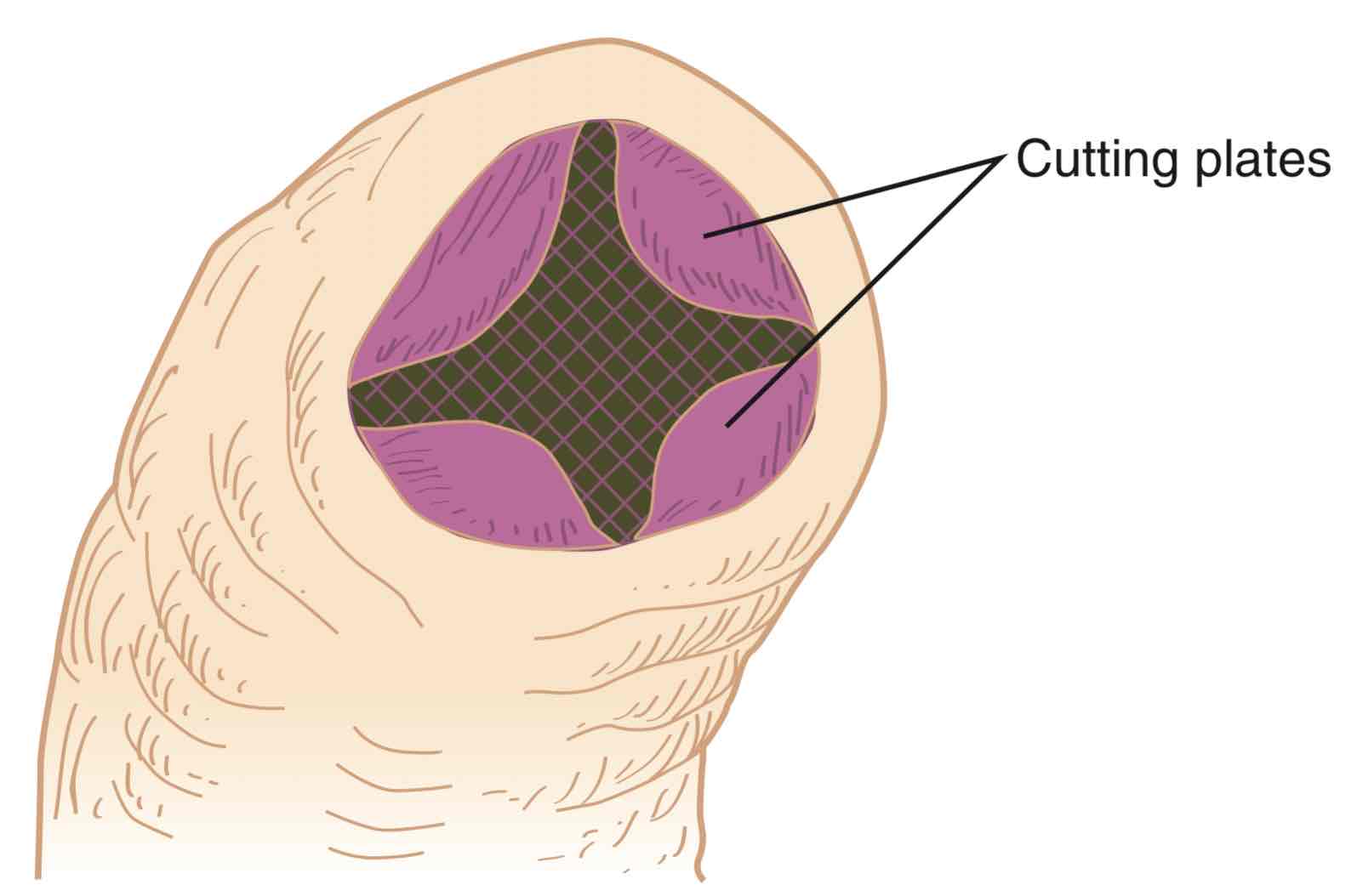 knowt flashcard image