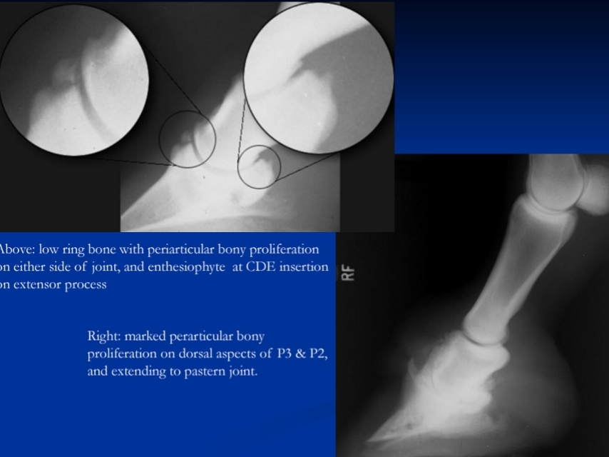 <p><span style="background-color: transparent;"><strong><span>Low Ringbone</span></strong></span></p>