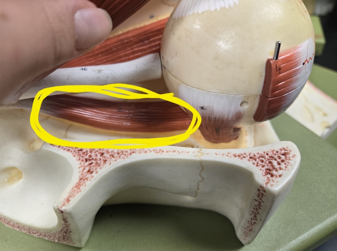 <p>Extrinsic eye muscles &amp; associated cranial nerve</p>