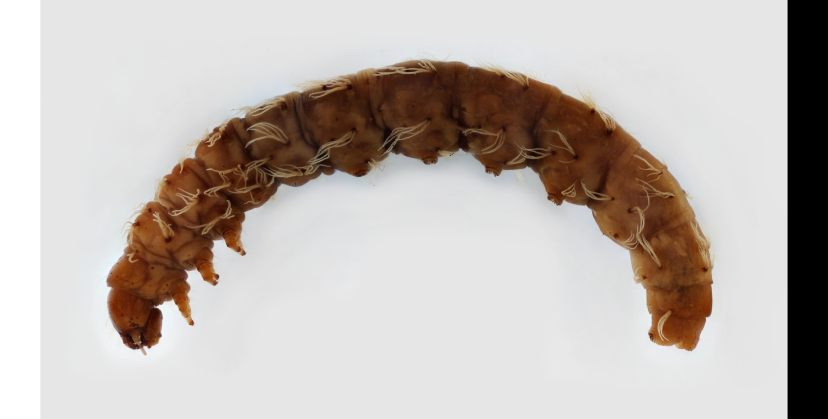 <p>Butterflies and Moths, aquatic caterpillars, <span><span>elongated, somewhat cylindrical bodies, distinctive heads with at most simple eye spots, three pairs of legs on the thorax, and short pairs of </span></span><u>prolegs</u><span><span> along the bottom of the abdomen.</span></span></p>