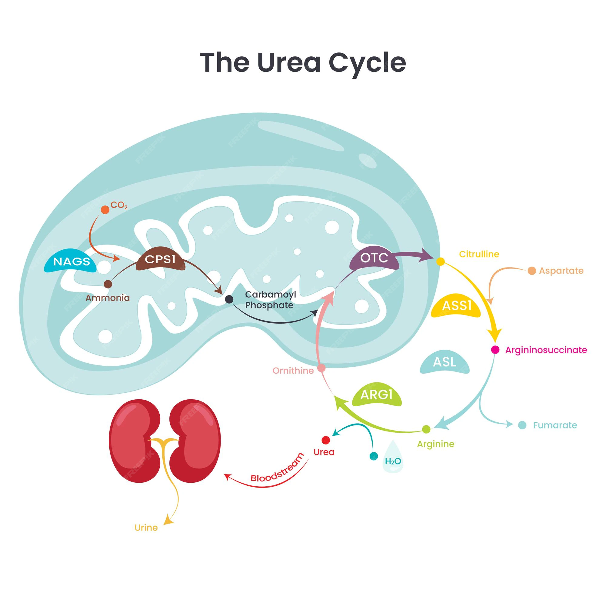 <p>Los organanelos que participan en el ciclo de la Urea son la mitocondria y el citosol, en donde se tiene una fase de preparación donde las moléculas que ingresan son a-cetoglutarato</p>