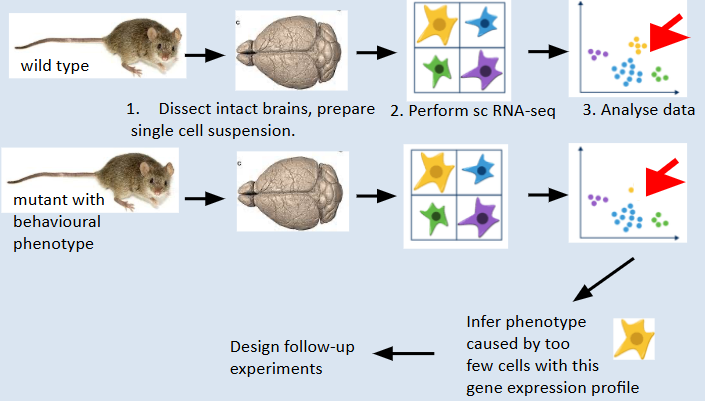 <p>differences in gene expression of cells can be highlighted, mutant phenotype will be linked to this different gene expression profile allowing follow-up experiments to investigate function of the isolated gene </p><p>essentially aim: understand molecular and cellular basis of complex phenotypes </p>