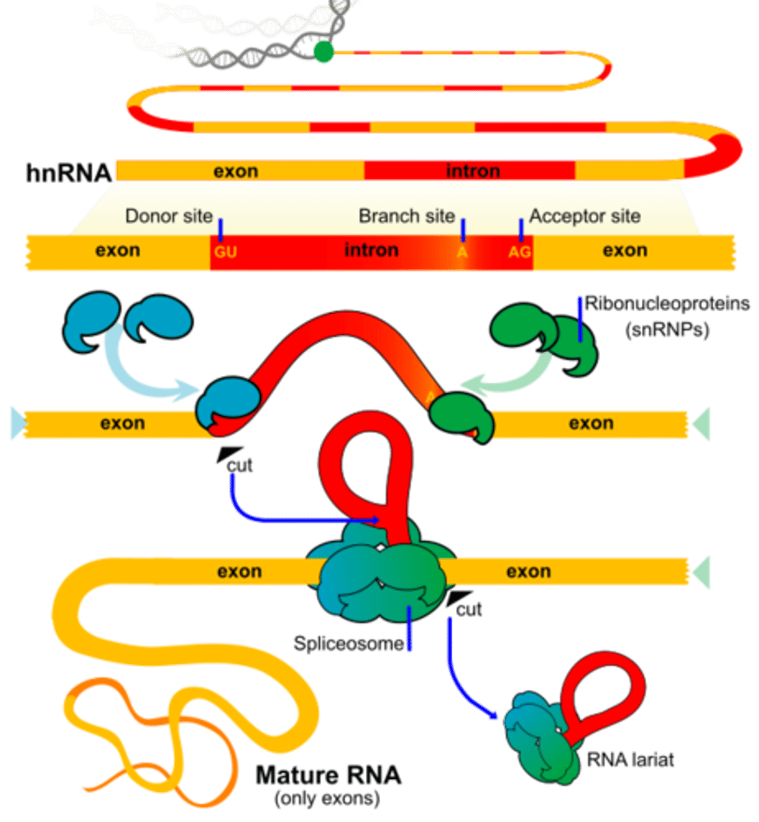 <p>introns are non-coding regions thus you want to remove them and paste exons together</p><p></p><p>the Spliceosome contains snRNA and small nuclear ribonucleoproteins (snRNPs): <span class="bgP">snRNP-snRNA</span> recognizes <span class="bgB">5' and 3</span>' of the splice site, forms them into a <span class="bgB">lariat (lasso)</span>, excises it, and degrades it</p>