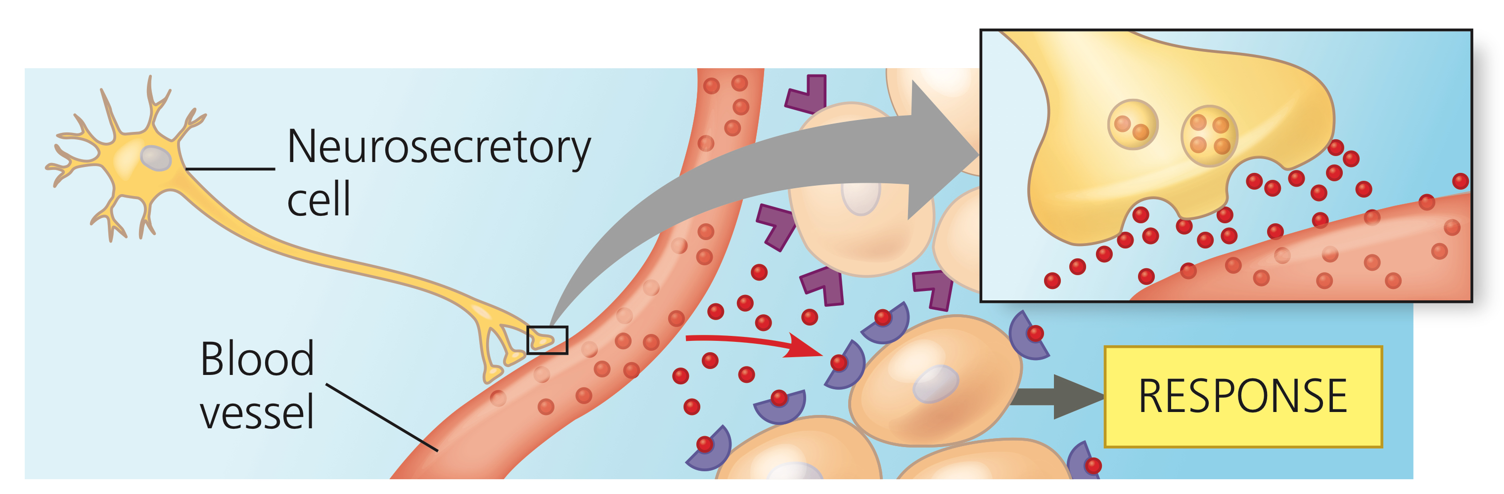 <p>Signals from neurons diffused into bloodstream and trigger responses in target cells anywhere in the body.</p>