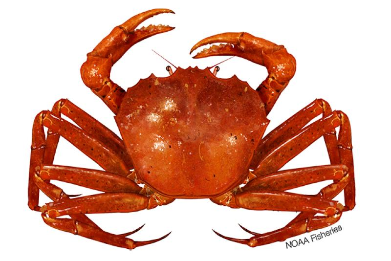 <p>Anthropods: Crab</p><p>(Looks like all types of crabs)</p>
