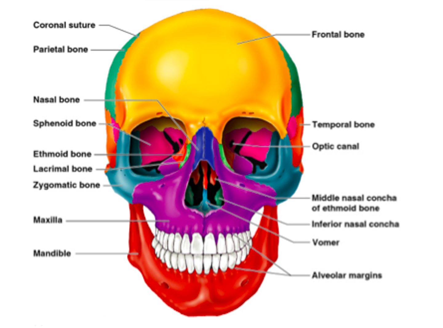 <p>Frontal, Sphenoid, Ethmoid.</p>