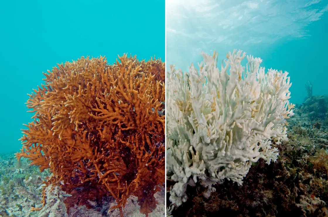 tẩy trắng san hô