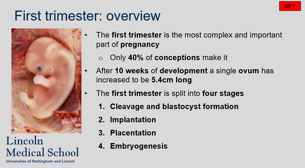 <ol><li><p>The first trimester is the first three months of pregnancy.</p></li><li><p>The first trimester is the most complex and important part of pregnancy as it involves the development of major organs and structures of the fetus.</p></li><li><p>Only 40% of conceptions make it through the first trimester.</p></li><li><p>After 10 weeks of development, a single ovum has increased to be 5.4cm long.</p></li><li><p>The four stages of the first trimester are cleavage and blastocyst formation, implantation, placentation, and embryogenesis.</p></li></ol>