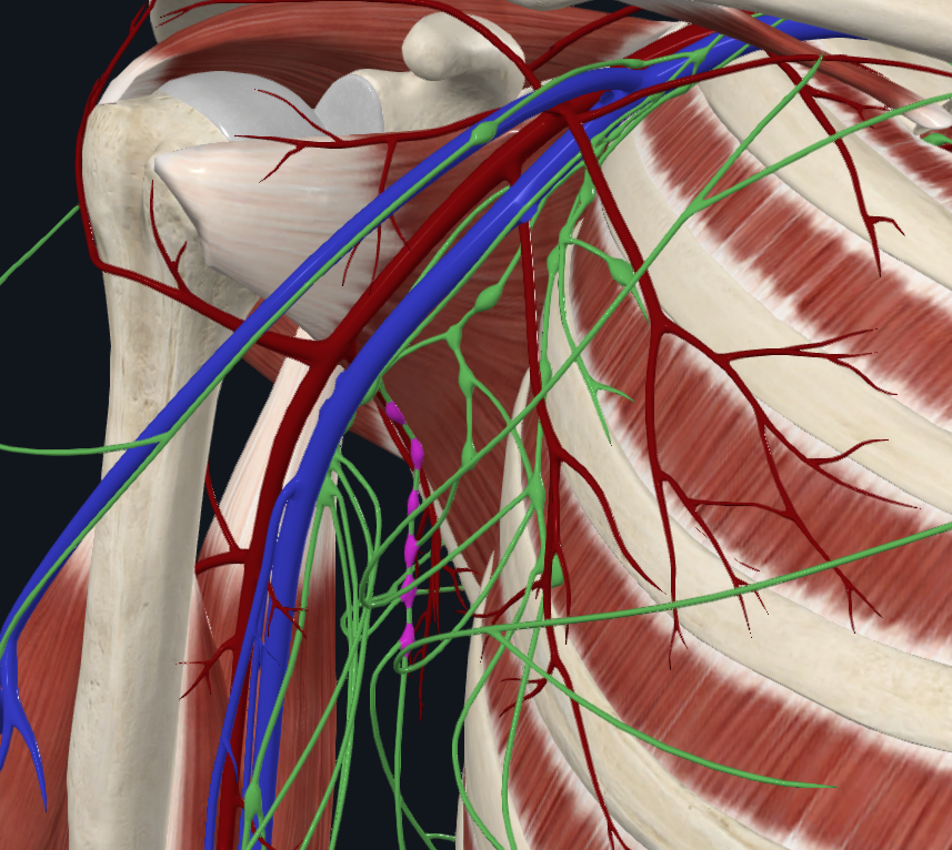<p>What are these lymph nodes</p>