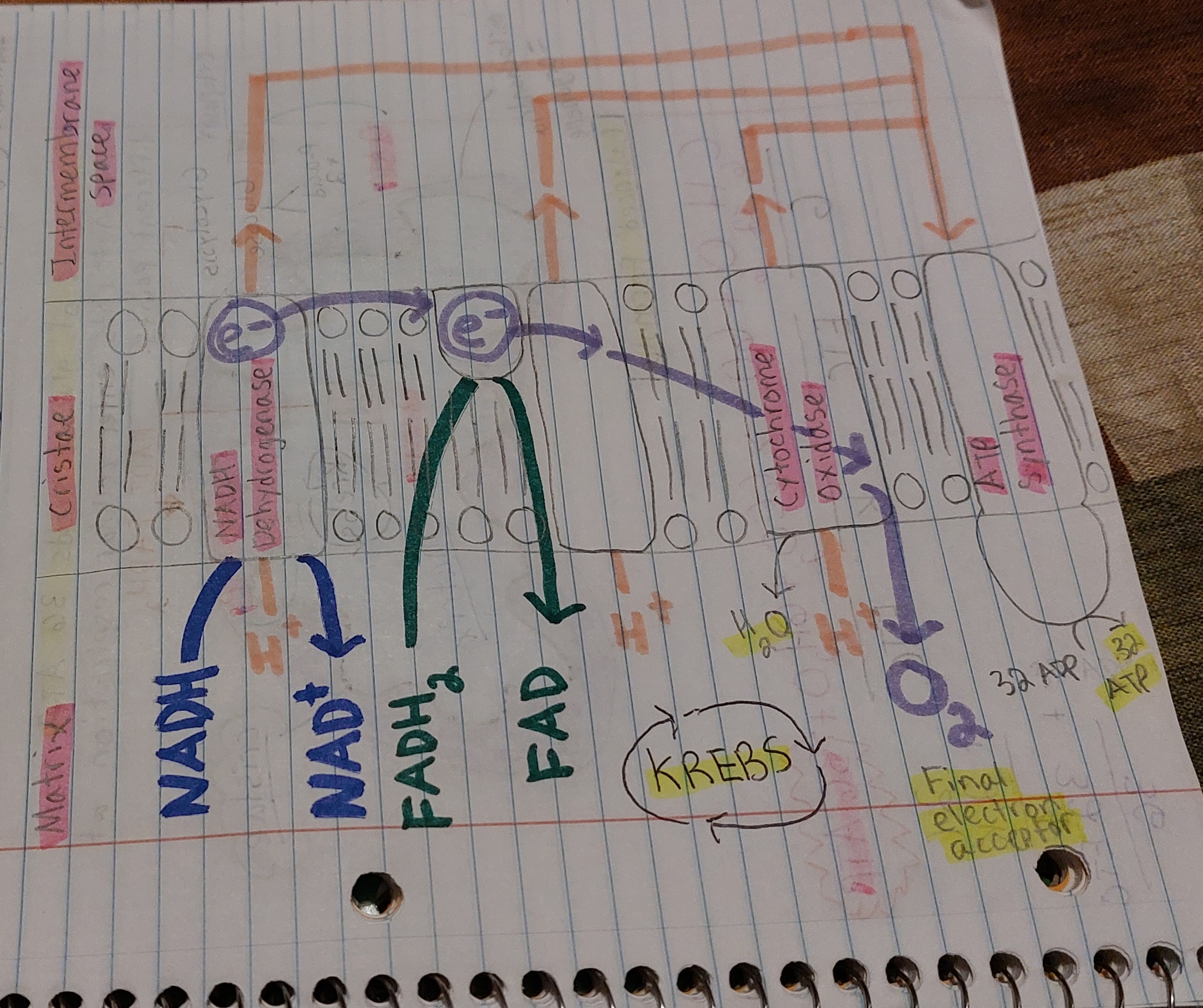 <p>Note 1: <strong>Electrons go down</strong></p><p>Note 2: <strong>Pay attention to small details</strong></p>