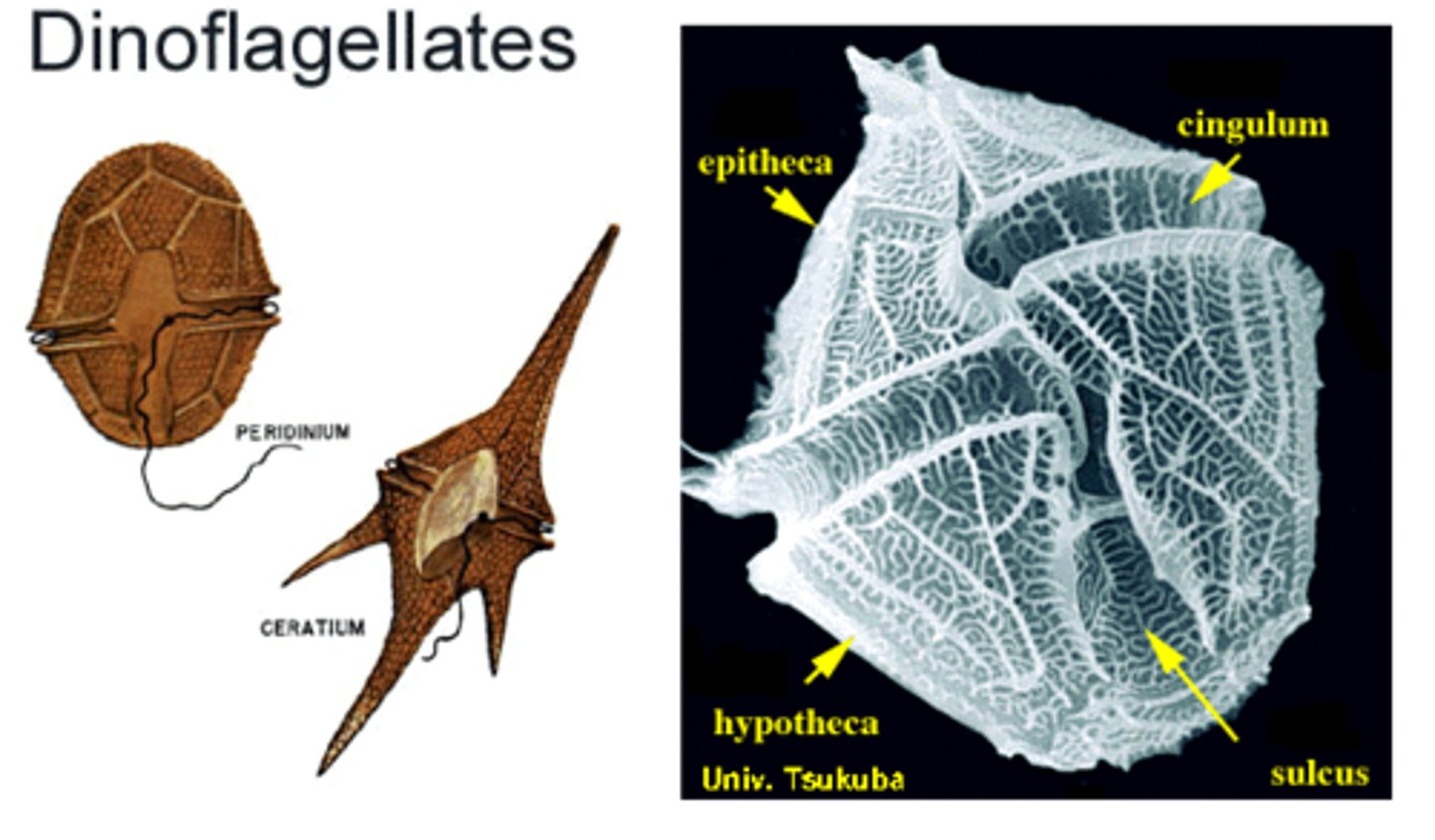<p>photosynthetic unicellular alveolate protist with two flagella, one that it uses to spin itself for locomotion and one that it uses to steer; many of them are luminous in water and they are the cause of toxic red tides in oceans that can be deadly for marine life</p>