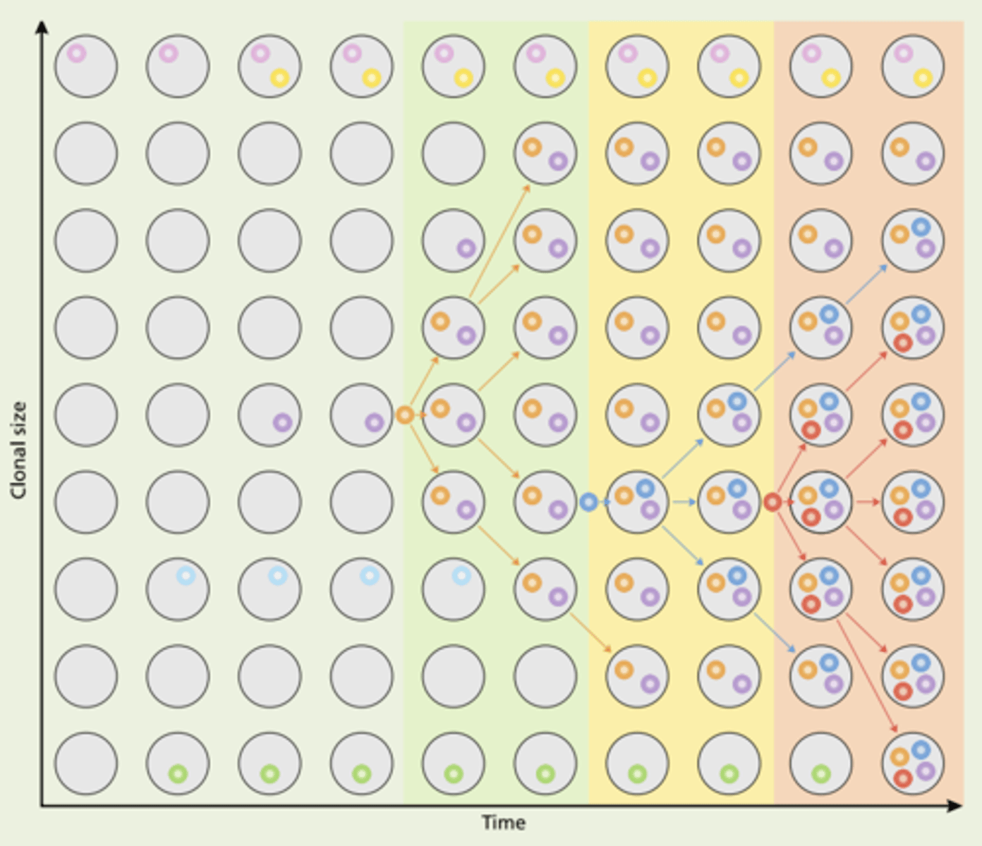 <p>an age-related condition where hematopoietic stem cells acquire somatic mutations, causing them to produce blood cells with identical genetic changes, often leading to expansion of these clones</p><p>**increased risk for HM</p>