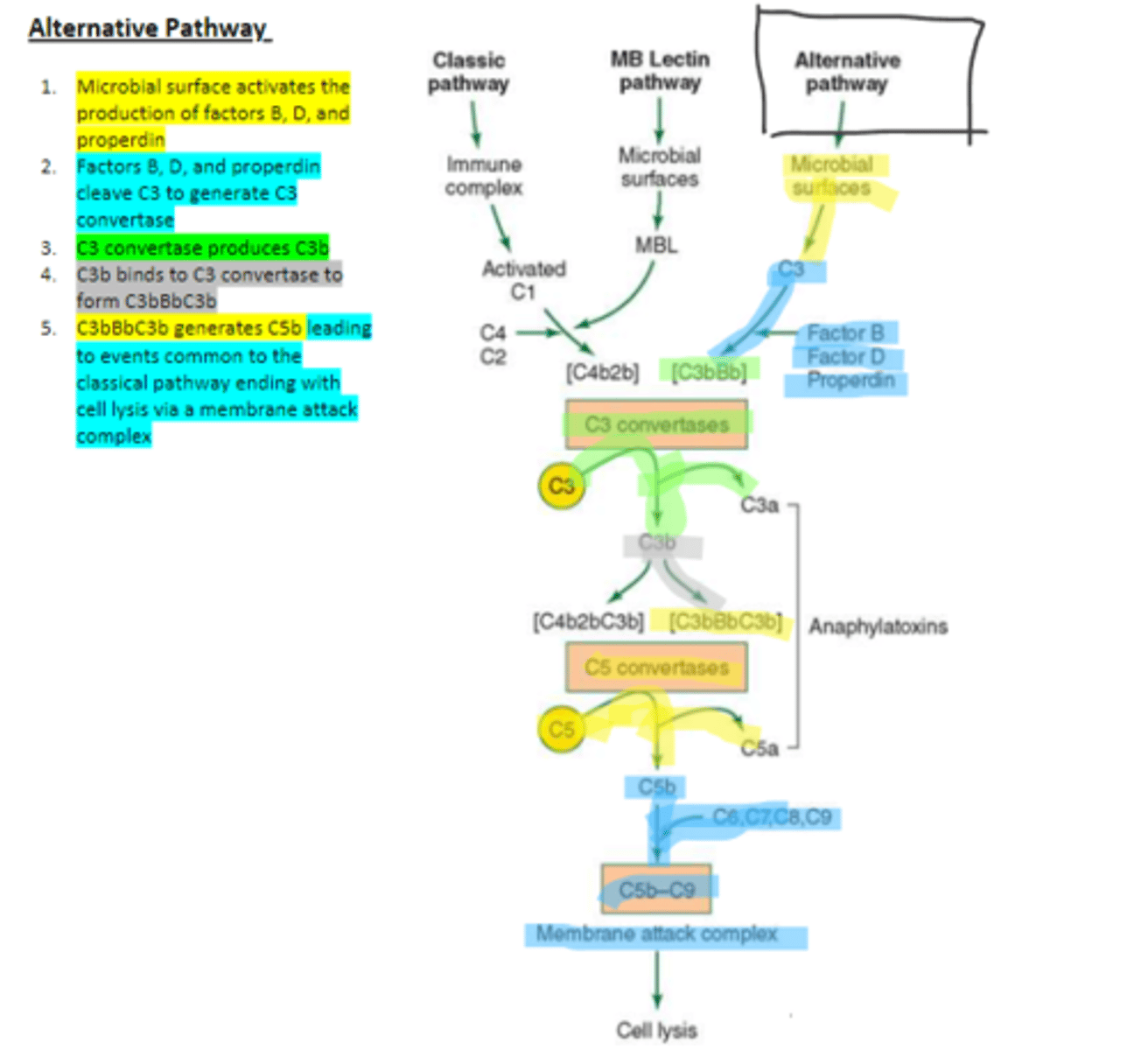 <p>Factors B, D, and properdin of the alternative complement pathway cleave ____ to generate C3 convertase</p>