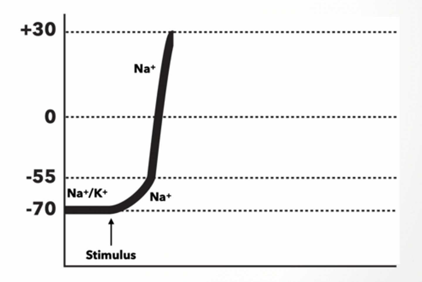 <p>At Resting Potential, the inside of the neuron is negative relative to the outside and is thus polarized. (-70Mv).</p><p>Na+/K+ pump and K+leak channels maintain this potential</p><p>WHEN A NEURON IS STIMULATED, THE AREA OF THE MEMBRANE AT THE POINT OF STIMULATION BECOMES MORE PERMEABLE TO NA+.</p><p>If a cell starts at resting potential (-70mv), and then is stimulated:</p><p>The membrane voltage will become >-70mV because Na+ will move INTO the cell.</p><p>For an action potential (nerve firing) to occur, the cell membrane potential must reach a threshold value of ... ~ -55mV</p><p>• When this threshold is reached, the voltage-gated Na+ channels open, allowing more Na+ to diffuse rapidly into the cell. - DEPOLARIZATION</p>