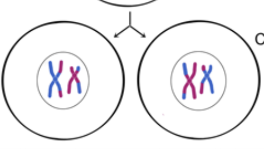 <p>*Each daughter cell is haploid</p>