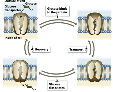 <p>They literally change the shape of the protein to when the molecule that needs to be moved is captured. The shape changes again to be released. (GLUT1 for ex)</p>