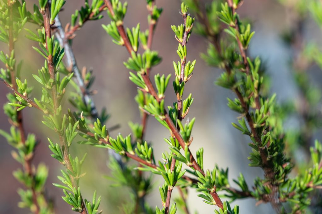 <ul><li><p>dominant shrub of lower chaparral</p></li><li><p>tiny, resin-coated, drought adapted leaves</p></li><li><p>large root system</p></li><li><p>resprouter & obligate seeder</p><ul><li><p>resprouts from root crown after fire & needs heat to germinate seeds </p></li></ul></li></ul><p></p>