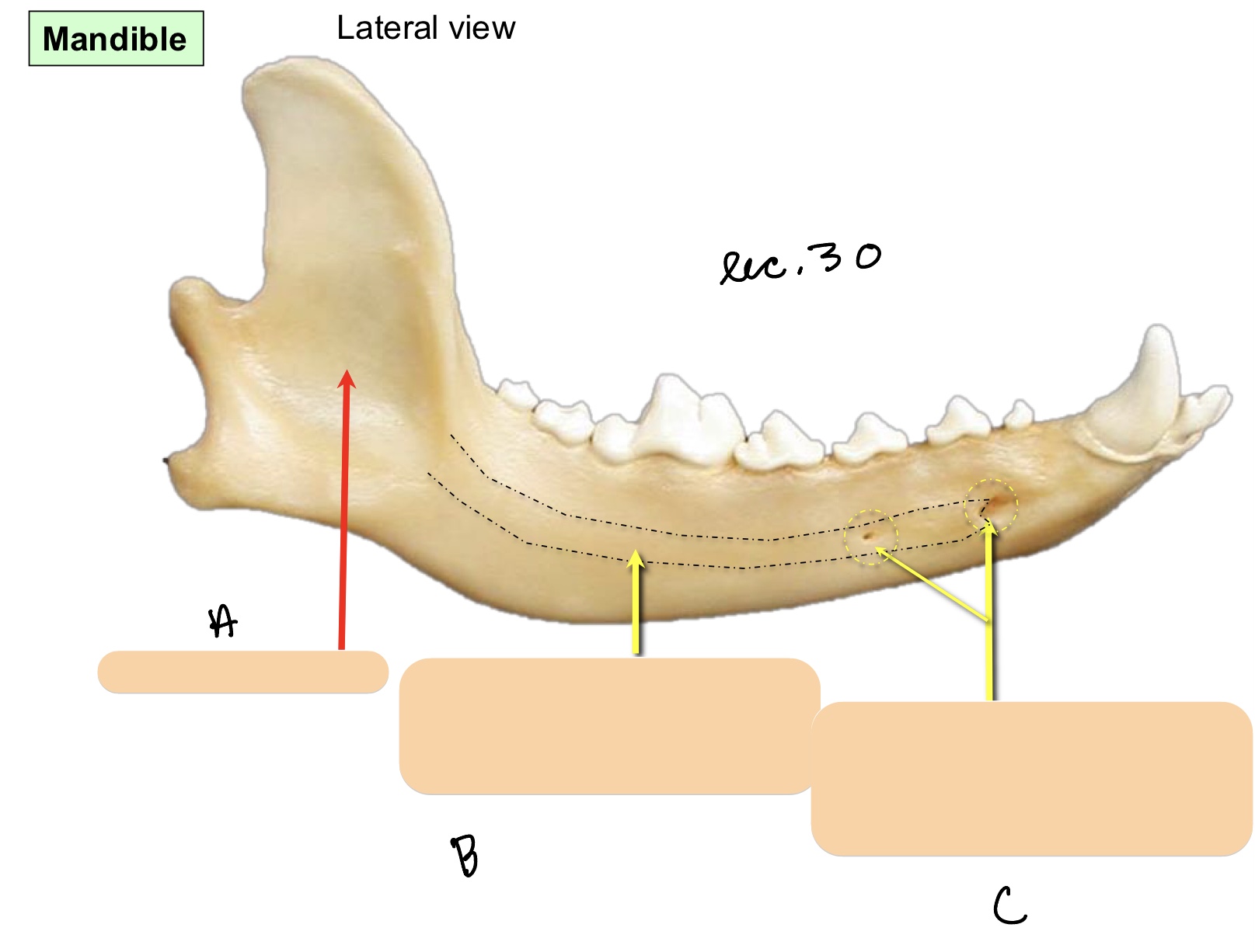 <p>Name the structure(s) indicated by a, b, and c.</p>
