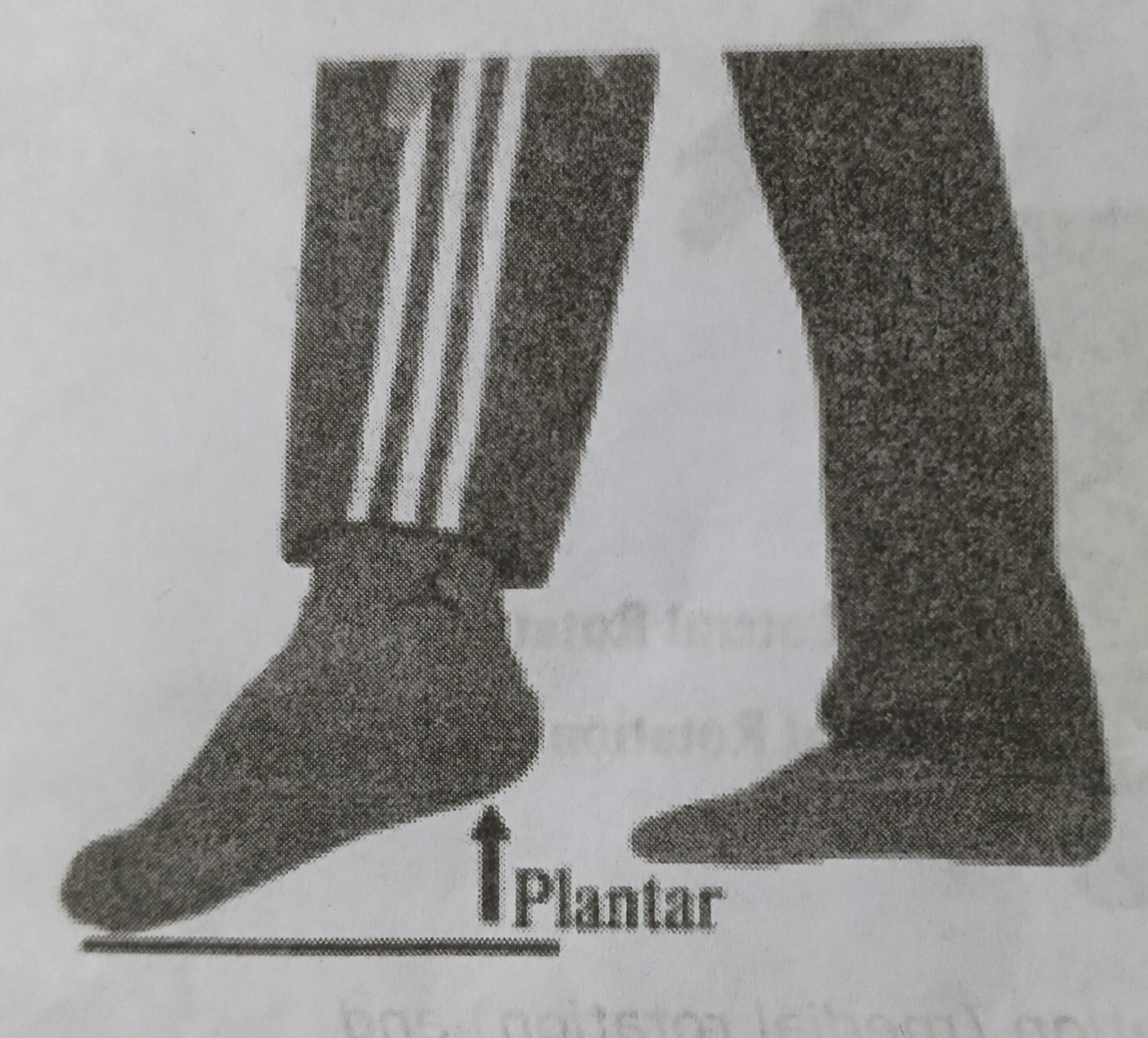 <p>Pointing the toe downward. Bringing the top of the foot away from the shin. <span data-name="arrow_up" data-type="emoji">⬆</span> <span data-name="foot" data-type="emoji">🦶</span><span data-name="arrow_down" data-type="emoji">⬇</span></p>