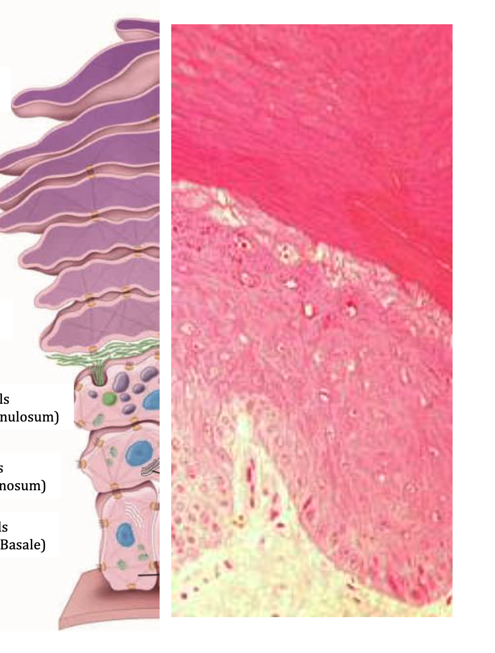 <p><span>In the EPIDERMIS four distinct layers can be identified. Name them.</span></p>