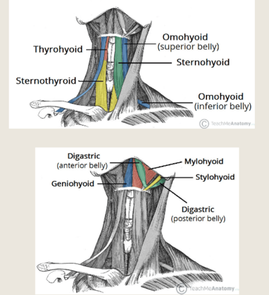 <p>suprahyoid and infrahyoid muscle groups. Involved in gross movements e.g. swallowing.</p><p>Suprahyoid elevates</p><p>Infrahyoid depresses</p>