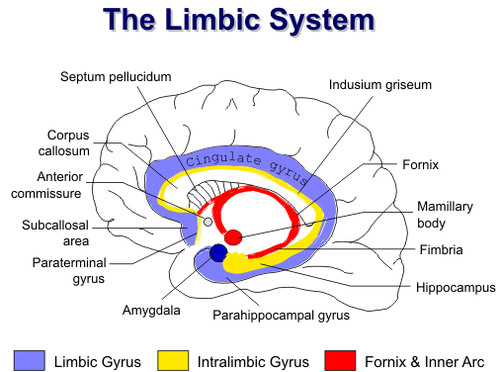 -part of forebrain
-loosely connected network of structures, including parts of the thalamus, hypothalamus, hippocampus, amygalda, etc.
-helps memory processes, experience emotion, contains pleasure centers