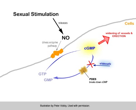 <p><span><span>blocks phosphodiesterase type 5 (PDE5) which breaks down cGMP causing prolonged relaxation of smooth muscle (vasodilation)</span></span></p>