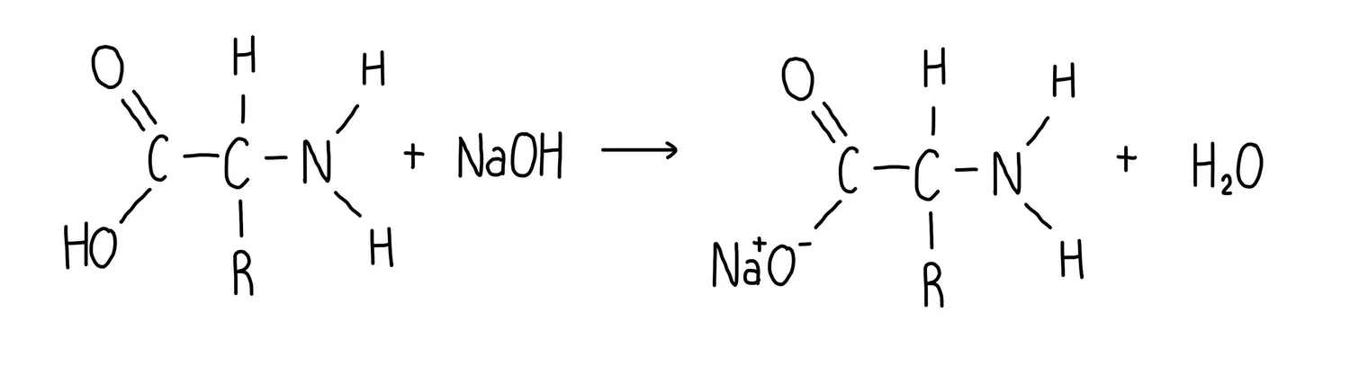 <p>Amino acid + Base → Amino acid (basic) salt + Water </p>