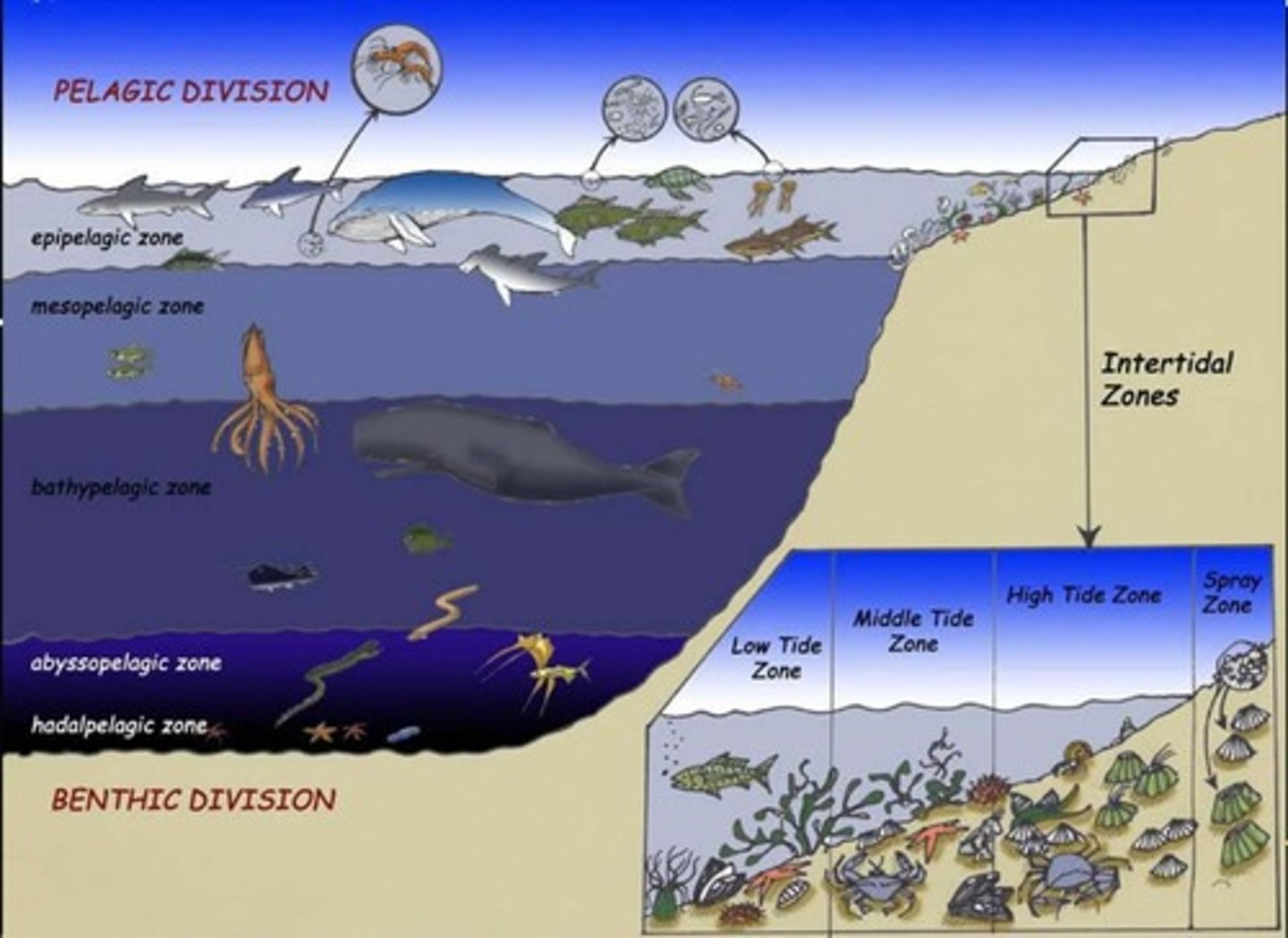 <p>Harvesting aquatic organisms for food or trade.</p>