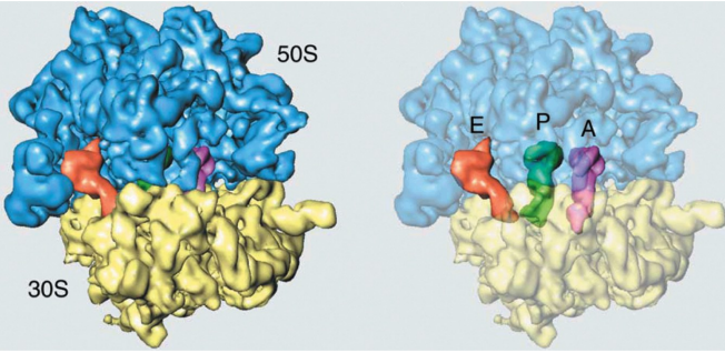 <ul><li><p>Three tRNA binding sites on the ribosome that bridge the larger and small subunits</p></li><li><p>(A) Aminoacyl</p></li><li><p>(P) peptidyl</p></li><li><p>(E)  exit</p></li></ul><p></p><ul><li><p>peptidyl transferase center is in the large subunit</p></li><li><p>Decoding the mRNA occurs on the small subunit</p></li></ul><p></p>