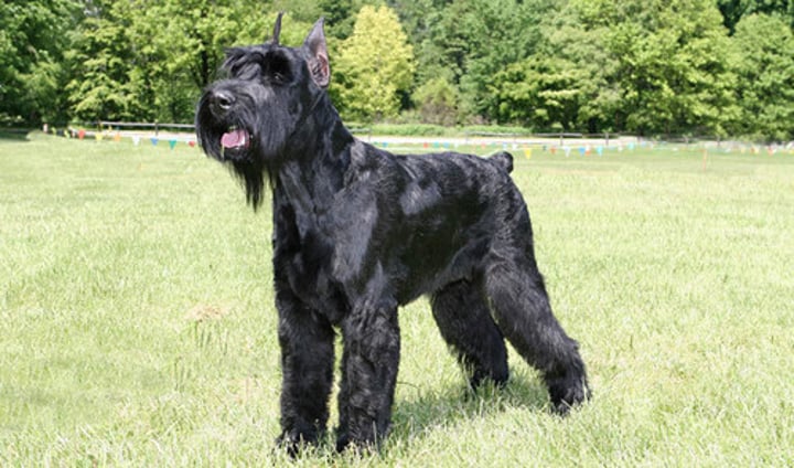 <p>- Working group<br>- NOT a giant breed<br>- Medium to large breed<br>- Looks like a Standard Schnauzer, but larger and a different breed</p>