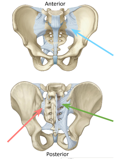 <p>Name these ligaments.</p>