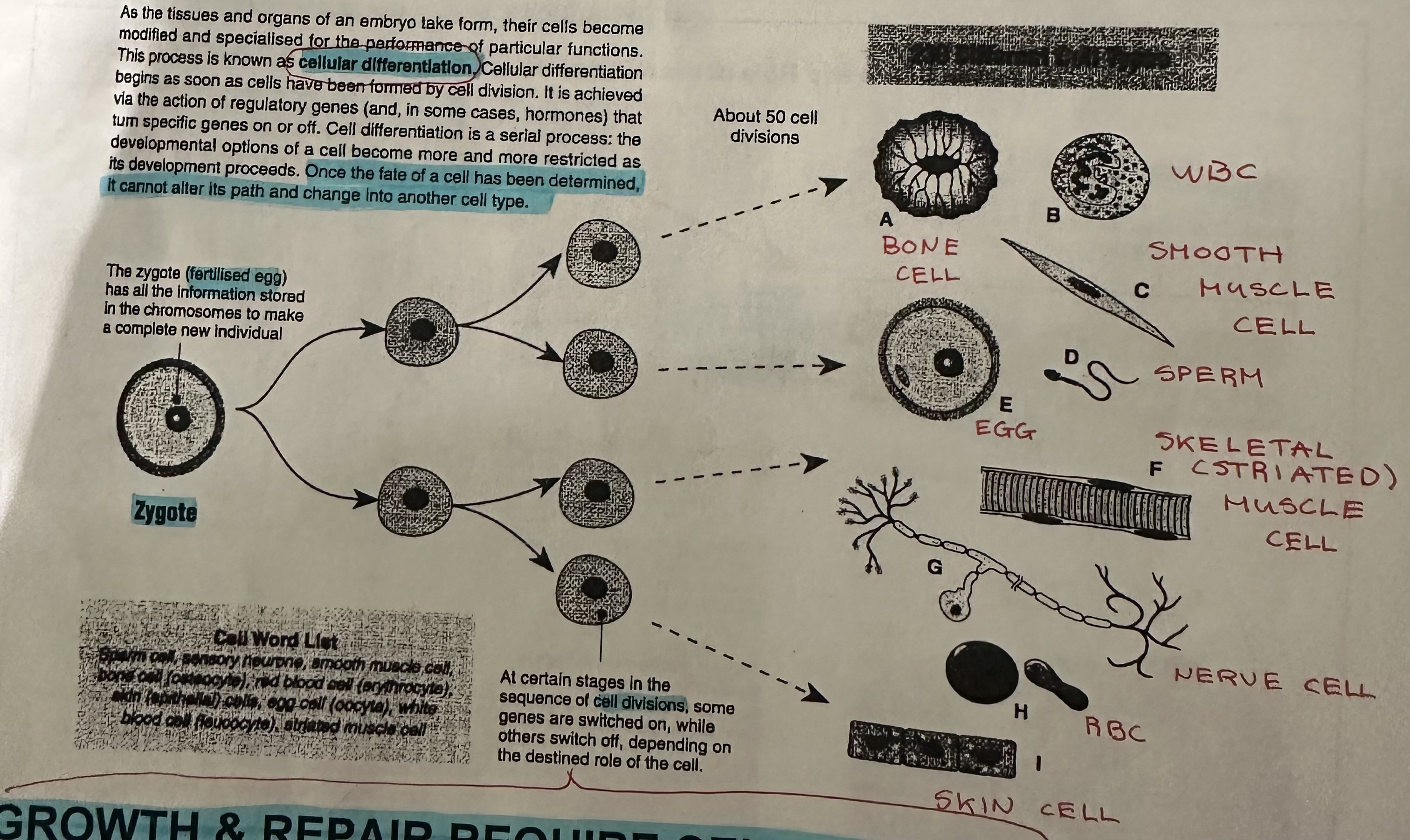 <p>process of cells in organs and tissues embryo becoming more modified and specialized for specific functions when they take form. By the turning on and off of genes. Once the fate of a cell has been determined, it cannot alter its path and change into another cell type.</p>