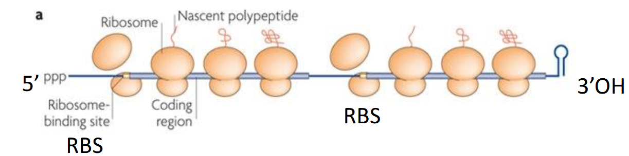 <ol><li><p>Chaque gène de l’ARNm polycistronique possède son propre <strong>site Shine-Dalgarno (RBS, ribosome binding site)</strong>.</p><ul><li><p>C’est la séquence où le ribosome s’aligne pour commencer la traduction.</p></li><li><p>Sans site Shine-Dalgarno → pas de traduction efficace.</p></li></ul></li><li><p>L’efficacité de traduction dépend de :</p><ul><li><p>La <strong>force</strong> du site Shine-Dalgarno (plus ou moins complémentaire à l’ARN 16S).</p></li><li><p>La <strong>structure secondaire de l’ARNm</strong> (si le RBS est masqué par une tige-boucle, le ribosome ne peut pas s’y fixer).</p></li><li><p>La <strong>position du cistron</strong> (souvent les gènes en 5’ sont plus traduits que ceux en 3’).</p></li></ul></li></ol><p></p>