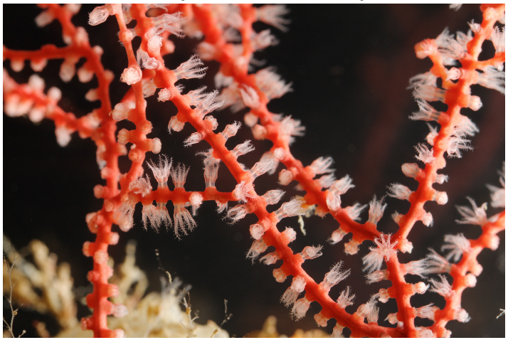<p>What class does this animal belong to, and what is its mode of feeding?</p>