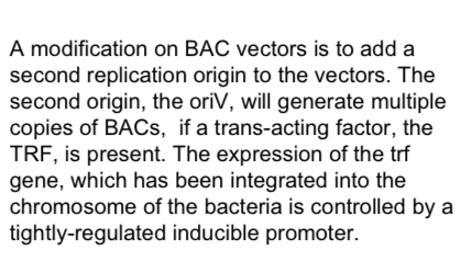 <p>Added second replication origin; oriV.</p><ul><li><p>Generates multiple copies of the BAC if TRF gene is present</p></li><li><p>TRF= trans acting factor.</p></li></ul><p></p>