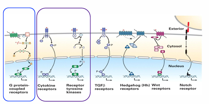 <ul><li><p>There are 7 total </p></li><li><p>We focus on 3 types&nbsp;</p><ul><li><p>Cytokine receptors&nbsp;</p></li><li><p>Receptor-tyrosine kinases (RTKs)&nbsp;</p></li><li><p>G-protein coupled receptors (GPCRs)&nbsp;</p></li></ul></li></ul><p></p>