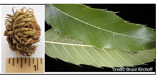 <p>sawtooth oak</p><p>Quercus acutissima</p>