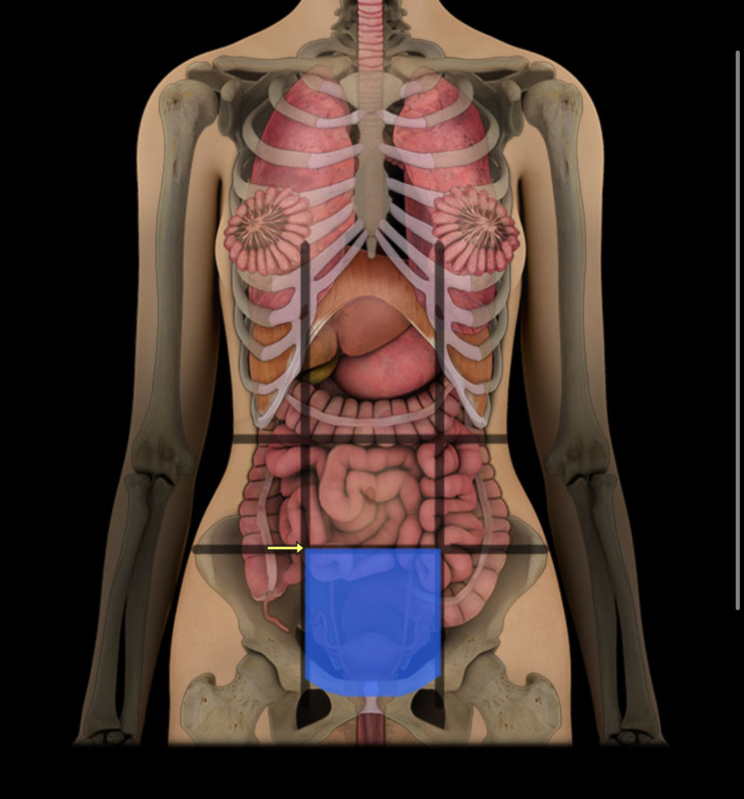 <p><span style="color: red;"><strong>Lower middle abdomen; </strong></span><strong>contains bladder, reproductive organs.</strong></p>