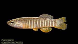 <p>flat head, dorsal fin located far back</p>