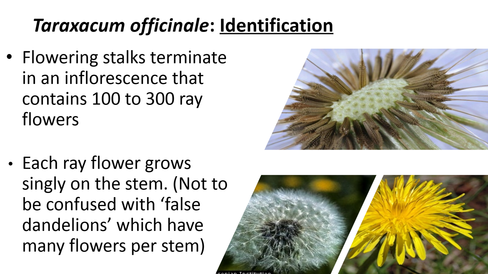 <p><strong>Asteraceae:</strong> <em>Taraxacum officinale</em></p><p>dandelion</p>