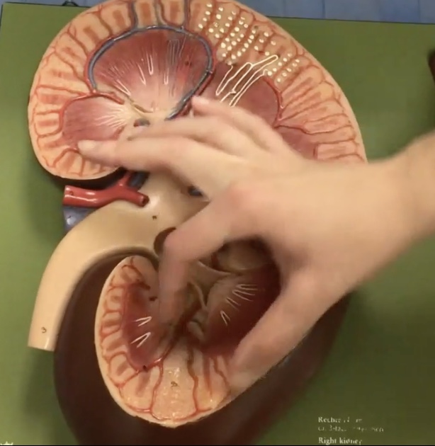 <p>Description: Inner part of kidney</p><p>Function: N/A</p>